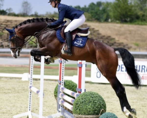 stallion Castilliano Sr (Oldenburg, 2015, from Cascadello)