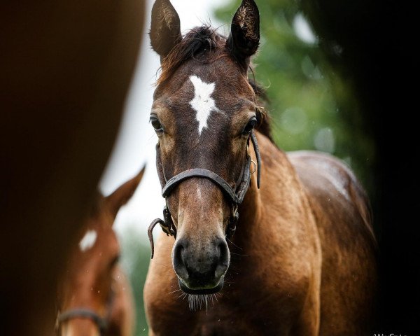 horse Sneaking a peek xx (Thoroughbred, 2019, from Super Saver xx)