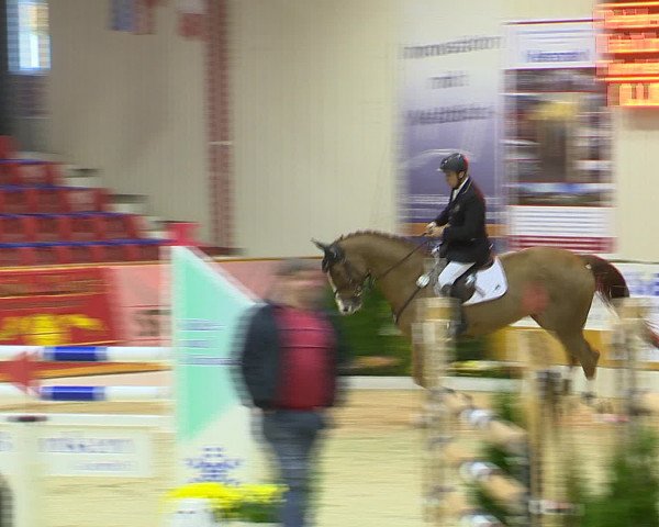 Hallenchampionat Vechta 2015