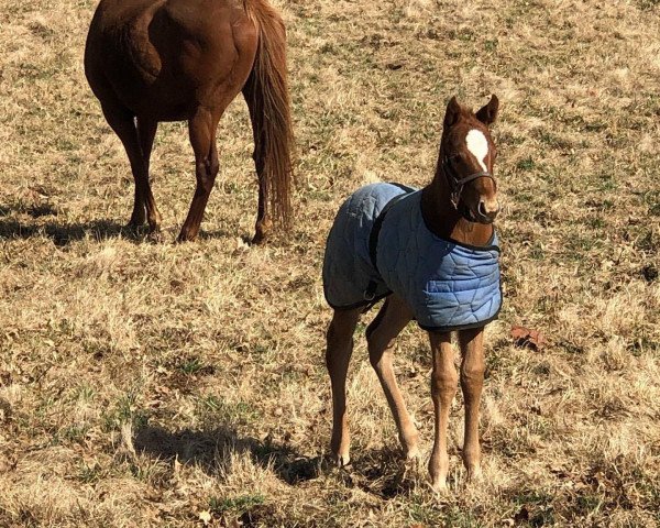 horse Hengst von American Pharoah xx (Thoroughbred, 2020, from American Pharoah xx)