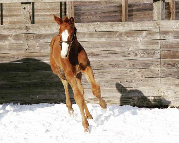 horse Stute von Justify xx (Thoroughbred, 2020, from Justify xx)