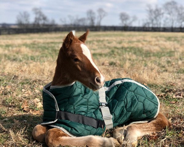 horse Stute von Gun Runner xx (Thoroughbred, 2020, from Gun Runner xx)