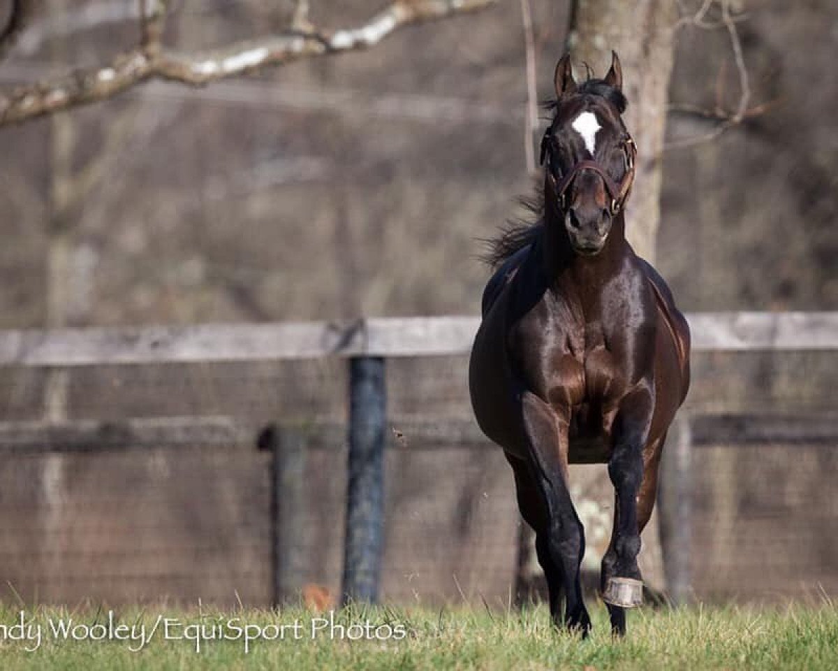 stallion Empire Maker xx (Thoroughbred, 2000, from Unbridled xx)