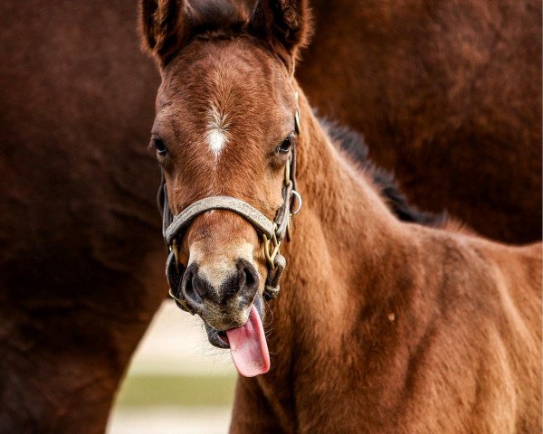 horse Fohlen von Nyquist xx (Thoroughbred, 2020, from Nyquist xx)