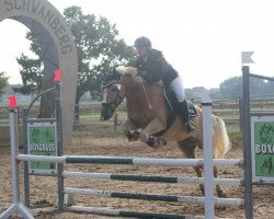 jumper Samurai (Haflinger Mix, 2009)