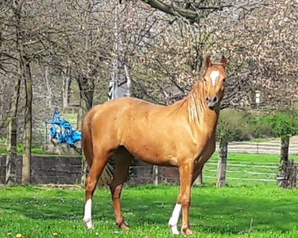 horse Stute von Dating AT / Valido (German Riding Pony, 2016, from Dating AT NRW)