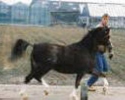 broodmare Turfhorst Mandy (Welsh-Pony (Section B), 1982, from Woldberg's Jeroen)