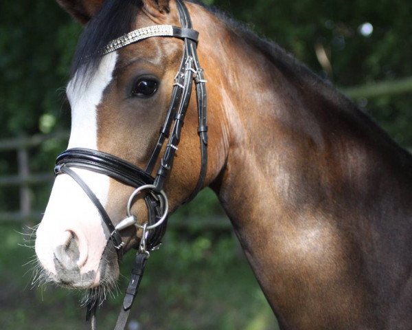 horse Proud Gala Day (German Riding Pony, 2014, from D-Day AT)