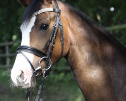 horse Proud Gala Day (German Riding Pony, 2014, from D-Day AT)
