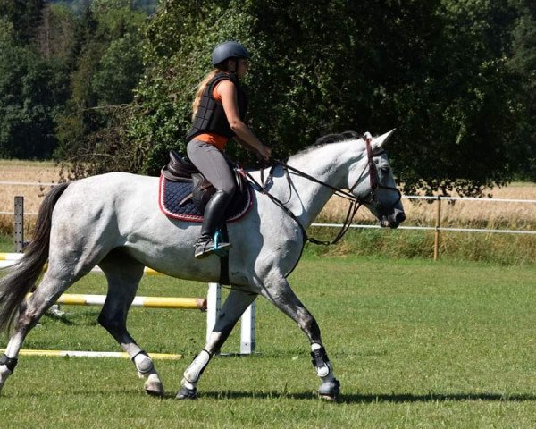 Pferd JPG Horses Limited Edition (Oldenburger Springpferd, 2015, von Lorano 15)