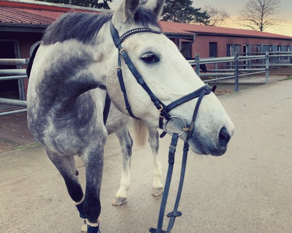 horse Callisto 92 (Hanoverian, 2015, from Castellano)