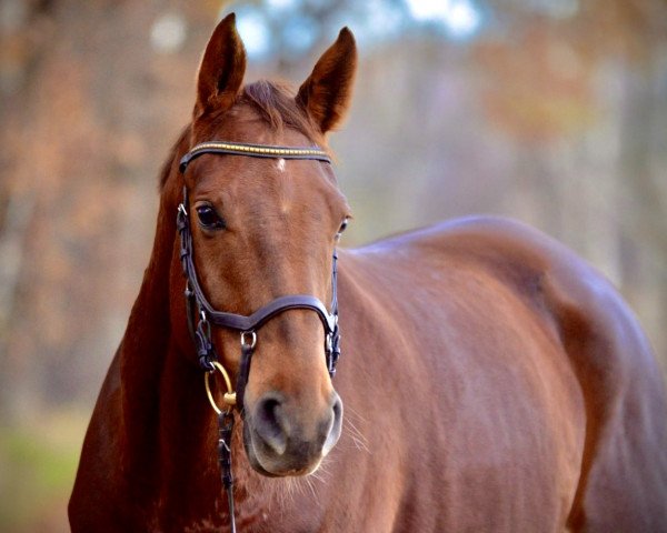 Dressurpferd Felicity 40 (Westfale, 2015, von First Selection)