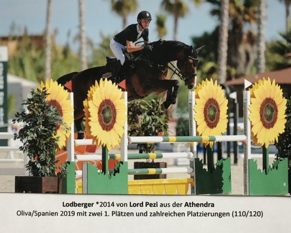 jumper Lodberger (Oldenburg show jumper, 2014, from Lord Pezi)