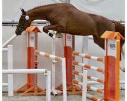 broodmare Zara SR (KWPN (Royal Dutch Sporthorse), 2014, from Zirocco Blue)