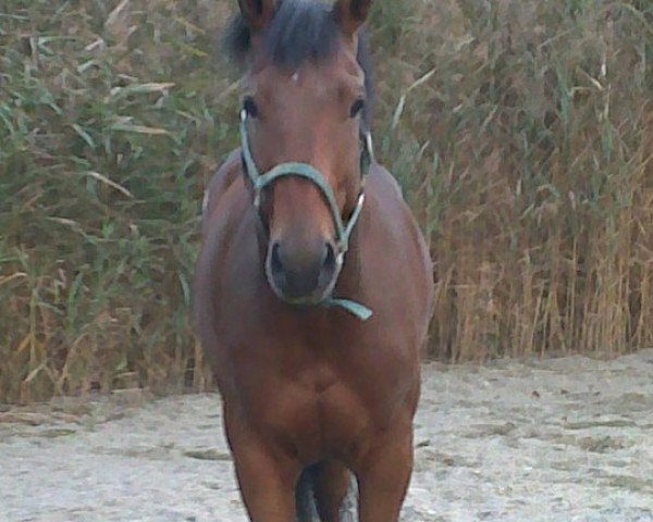 horse Emil (Württemberger, 2002, from Epikur)
