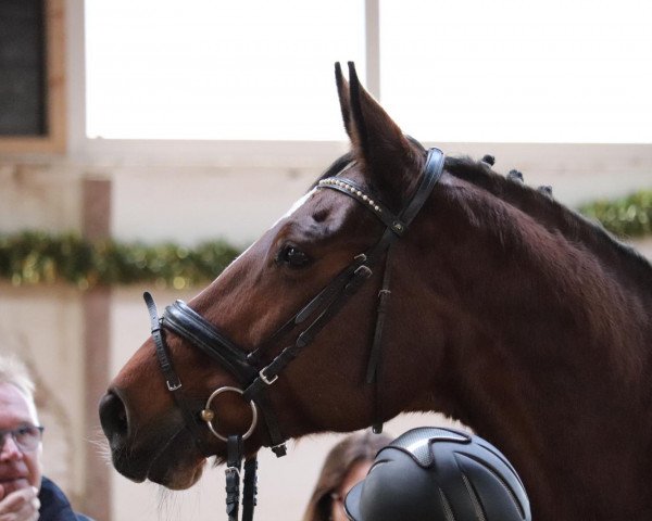 dressage horse Nessaja Suerte (Bavarian, 2003, from Lord Sinclair II) dressage horse Nessaja Suerte (Bavarian, 2003, from Lord Sinclair II)