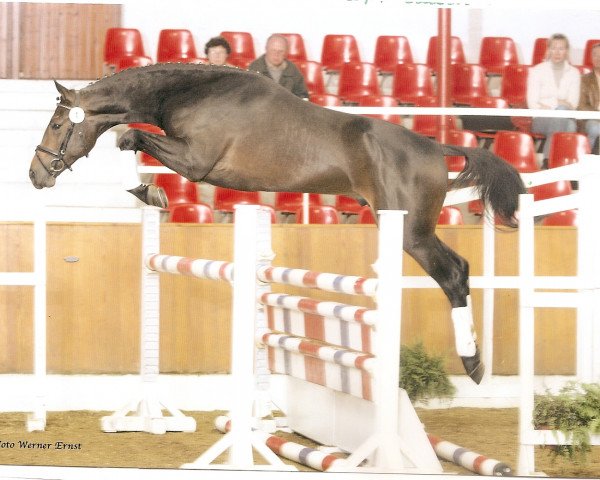 horse Acept II (Oldenburg show jumper, 2002, from Accept)