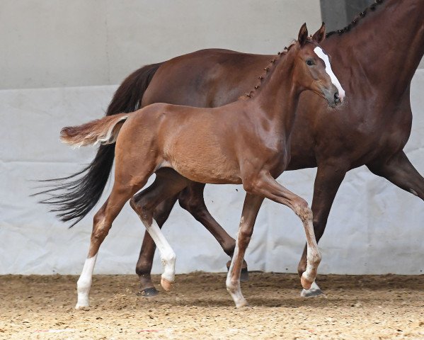 broodmare Luna Piena B (Bavarian, 2020, from Belissimo NRW)