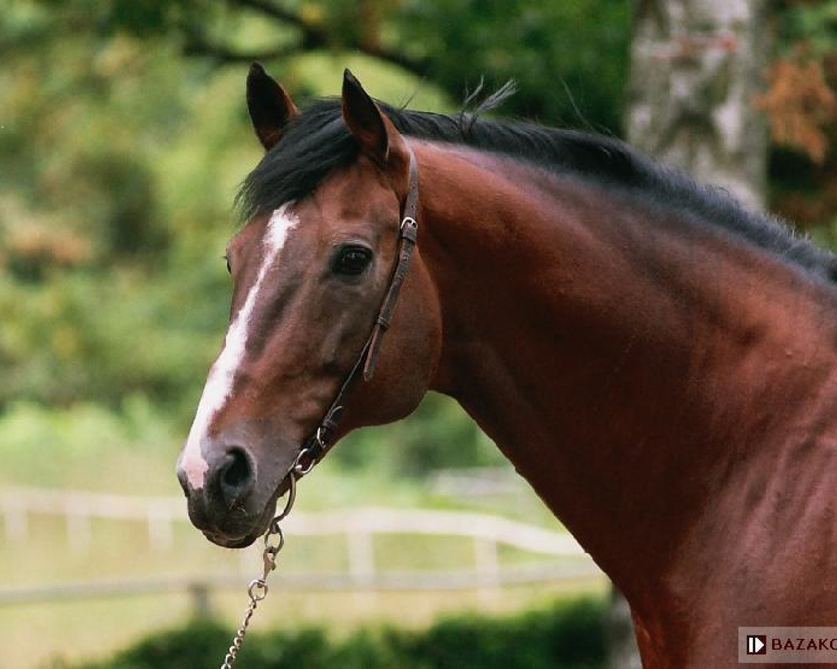 stallion Sorbie Tower xx (Thoroughbred, 1993)