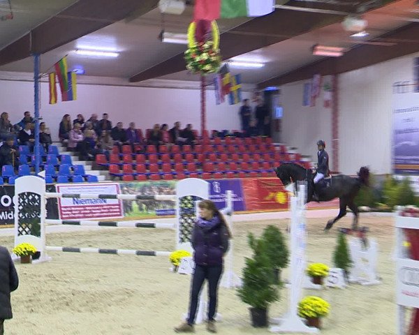 Hallenchampionat Vechta 2015