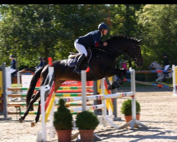 Springpferd Rock Me Today (Westfale, 2014, von Rock Forever NRW)