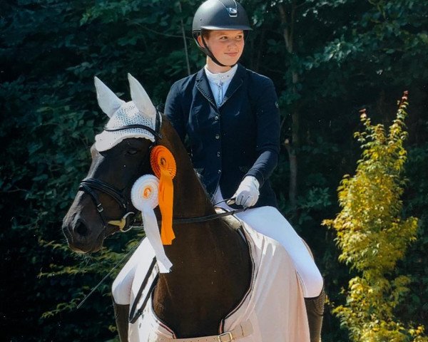 Dressurpferd Don Dita (Hannoveraner, 2014, von Don Crusador) Dressurpferd Don Dita (Hannoveraner, 2014, von Don Crusador)