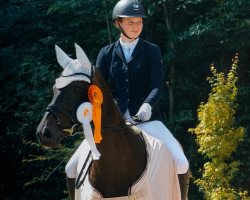 Dressurpferd Don Dita (Hannoveraner, 2014, von Don Crusador)