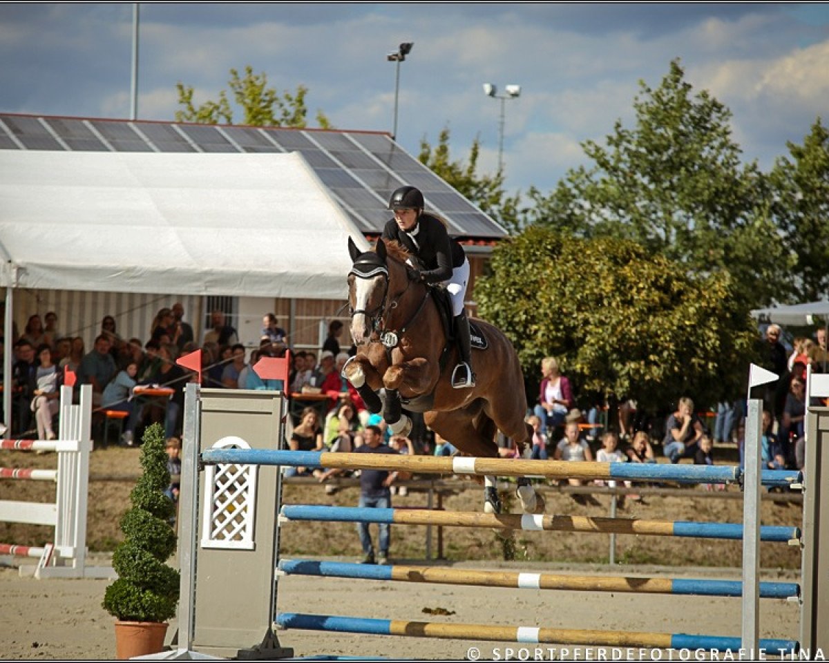 jumper First of April (Oldenburg show jumper, 2002, from Forrester)
