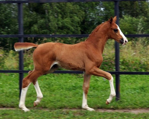 broodmare Sole Grande (Hanoverian, 2019, from Secret)