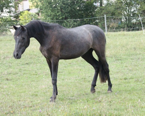 Pferd Despacito (Deutsches Reitpony, 2017, von D-Day AT)