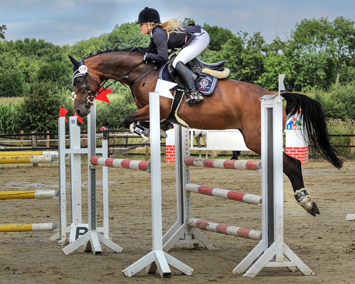 broodmare Carlotta Vf (Westphalian, 2010, from Captain Fire)
