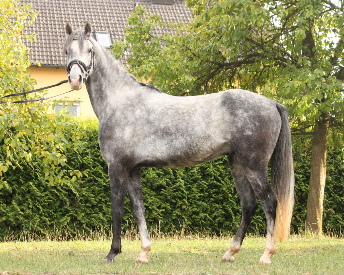 Cavalo de adestramento Dancing Star (Pônei de Equitação Alemão, 2014, de Dancing Dynamic)