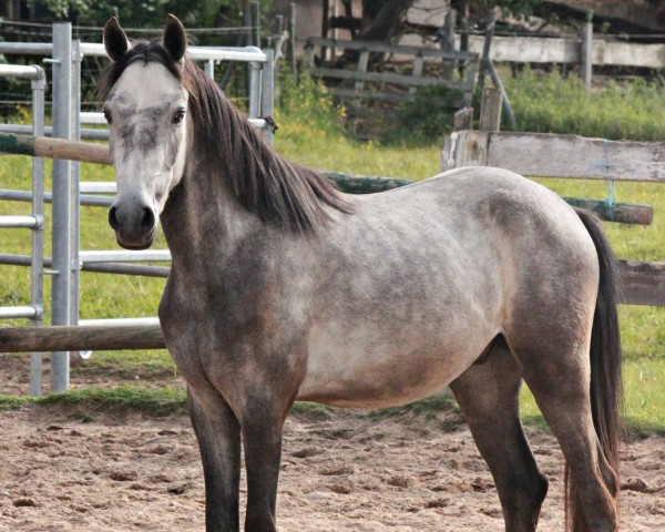 Pferd Dancing Moonlight (Deutsches Reitpony, 2014, von Dancing Dynamic)