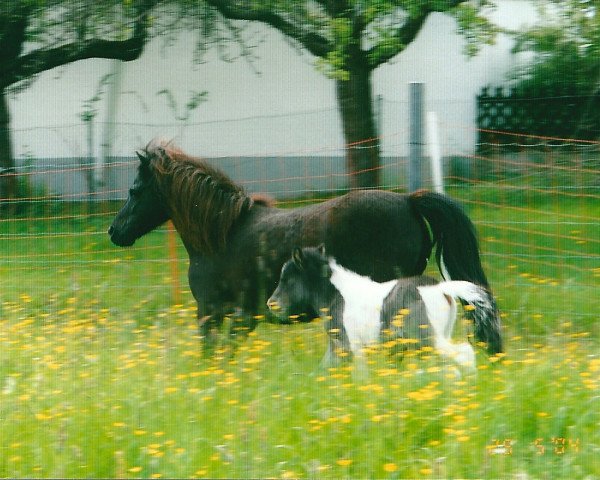 horse Beniyn (Shetland Pony, 2004, from Holsteins Bonavista)
