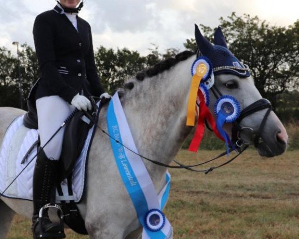 dressage horse Isadora 7 (German Riding Pony, 2013, from FS Mr. Right)