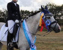 dressage horse Isadora 7 (German Riding Pony, 2013, from FS Mr. Right)