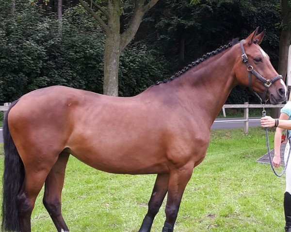 jumper Etres Belle (KWPN (Royal Dutch Sporthorse), 2009, from Vittorio)