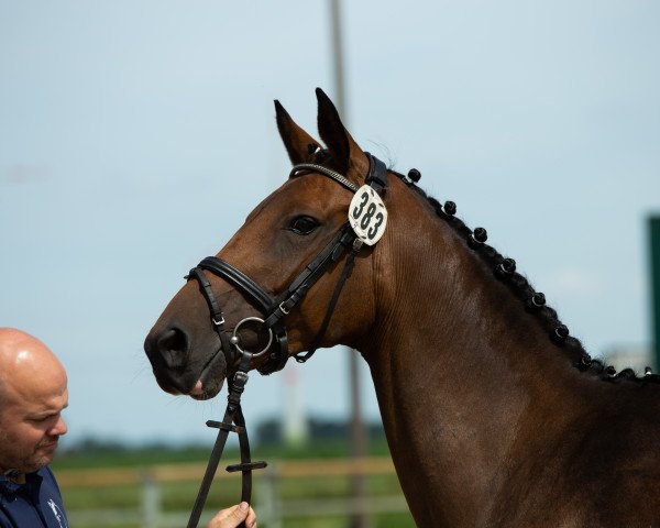 broodmare Weissendra (Oldenburg, 1998, from Donnerschwee)