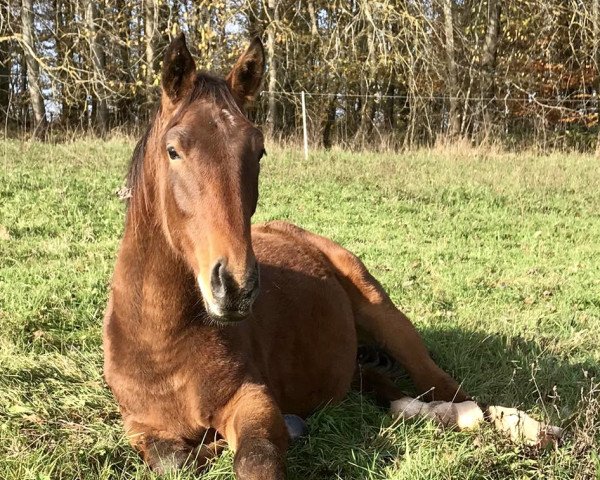 horse Hengst von For Romance II (Oldenburg, 2018, from For Romance II)