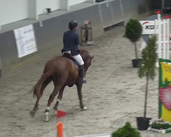 Reitturnier Mönchengladbach-Abtshof 2015