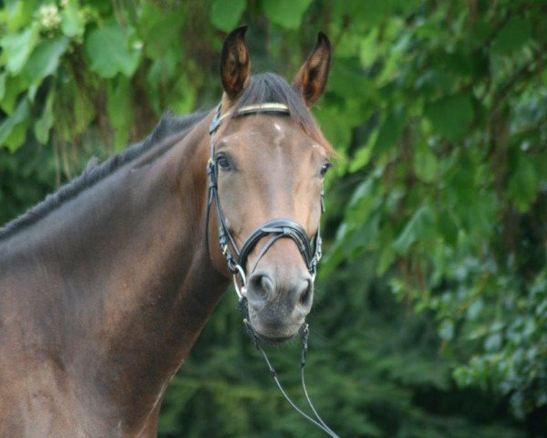 dressage horse Cargo 15 (Oldenburg show jumper, 2010, from Conthargos)