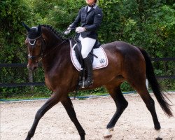 broodmare Virginia 219 (Hanoverian, 2013, from Viscount 22)