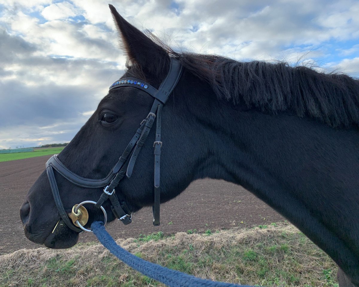 horse Gräfin Guyana (Trakehner, 2015, from Hopkins)