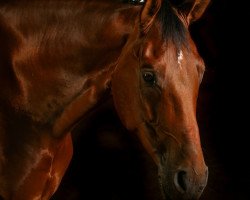 dressage horse Dj 38 (Hanoverian, 2014, from Dannebrog)