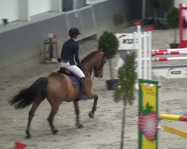 Reitturnier Mönchengladbach-Abtshof 2015