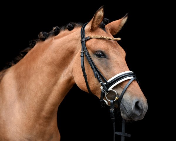 broodmare A Kind of Mystery (German Riding Pony, 2018, from A kind of Magic 5)