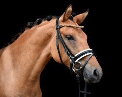 broodmare A Kind of Mystery (German Riding Pony, 2018, from A kind of Magic 5)