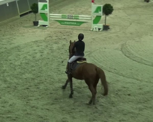 Reitturnier Mönchengladbach-Abtshof 2015