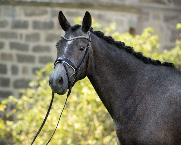 horse Nachtgeschichte (Trakehner, 2016, from Interconti)