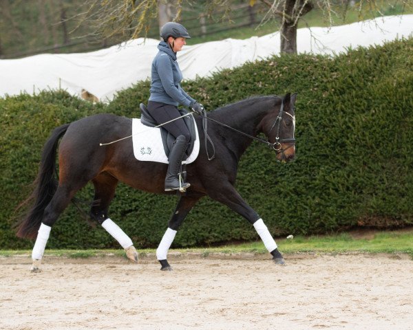 Pferd Donjagara (Trakehner, 2016, von Niagara 34)
